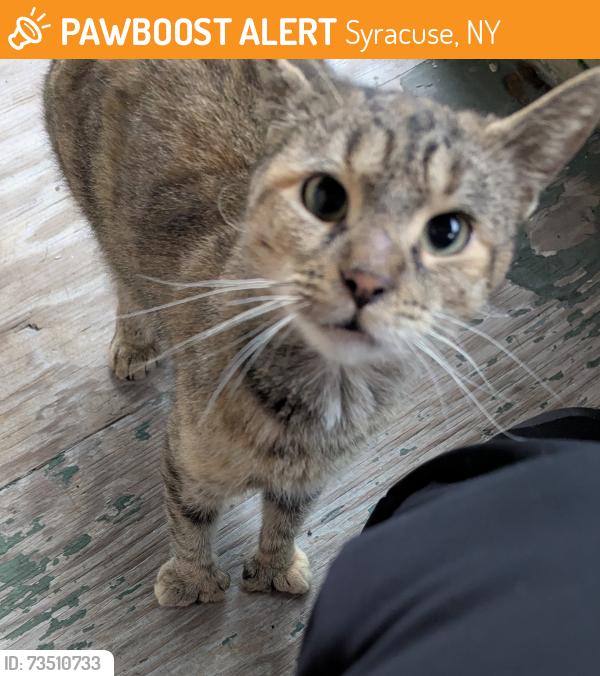 Found/Stray Unknown Cat last seen Avery ave, Syracuse, NY 13204