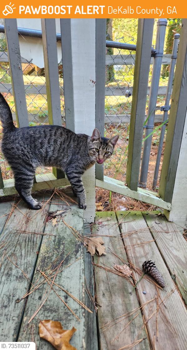 Found/Stray Male Cat last seen Near the corner of Chartley Ln and Chartley Dr in Stone Mountain, DeKalb County, GA 30083