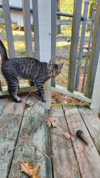 Found/Stray Male Cat last seen Near the corner of Chartley Ln and Chartley Dr in Stone Mountain, DeKalb County, GA 30083