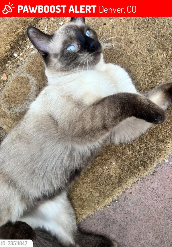 Lost Female Cat last seen 20th and Emerson, Denver, CO 80205