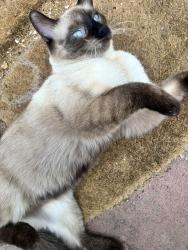 Lost Female Cat last seen 20th and Emerson, Denver, CO 80205