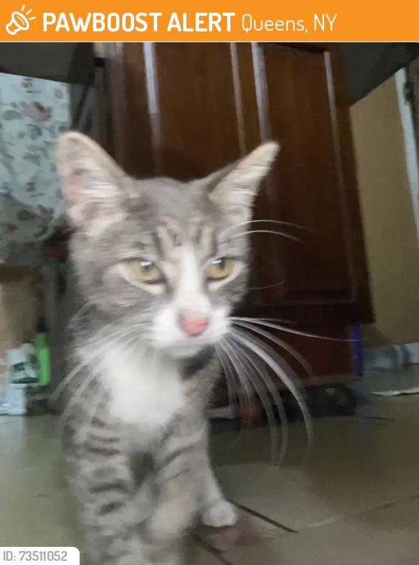 Found/Stray Male Cat last seen My yard, Queens, NY 11422