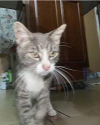 Found/Stray Male Cat last seen My yard, Queens, NY 11422