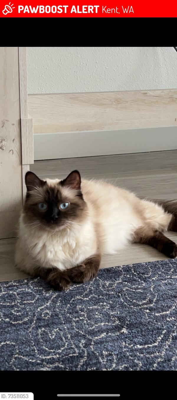 Lost Female Cat last seen SE 233rd PL, Kent, WA 98031
