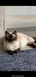 Lost Female Cat last seen SE 233rd PL, Kent, WA 98031