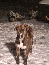Lost Male Dog last seen Bertrand Rd, Camano, WA 98282