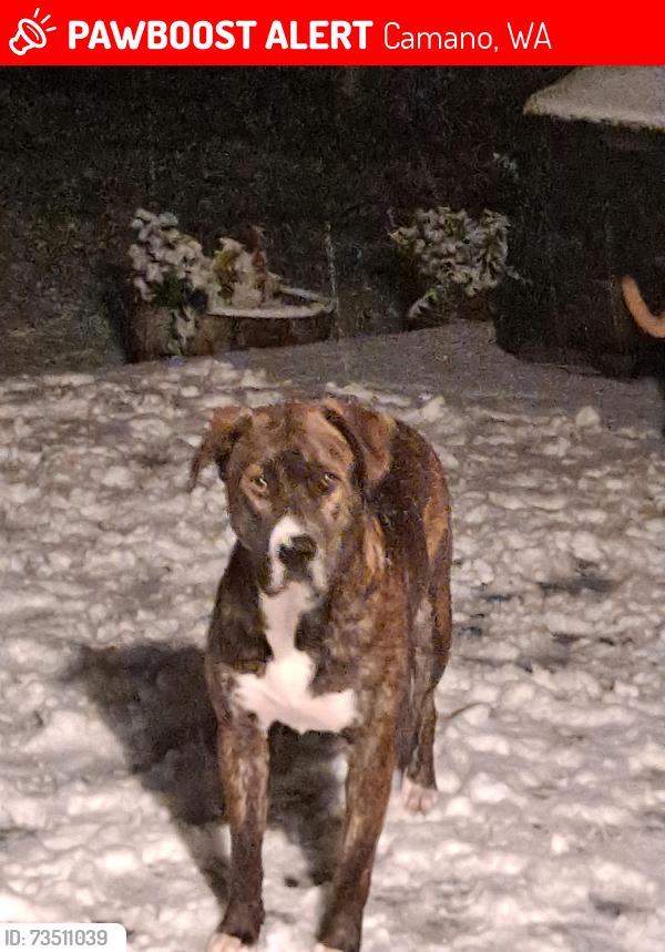 Lost Male Dog last seen Bertrand Rd, Camano, WA 98282
