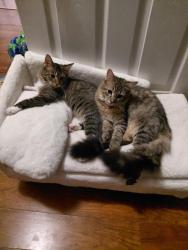 Lost Male Cat last seen Glenway Ave, Cincinnati, OH 45204