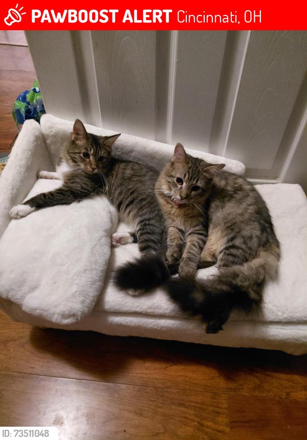 Lost Male Cat last seen Glenway Ave, Cincinnati, OH 45204