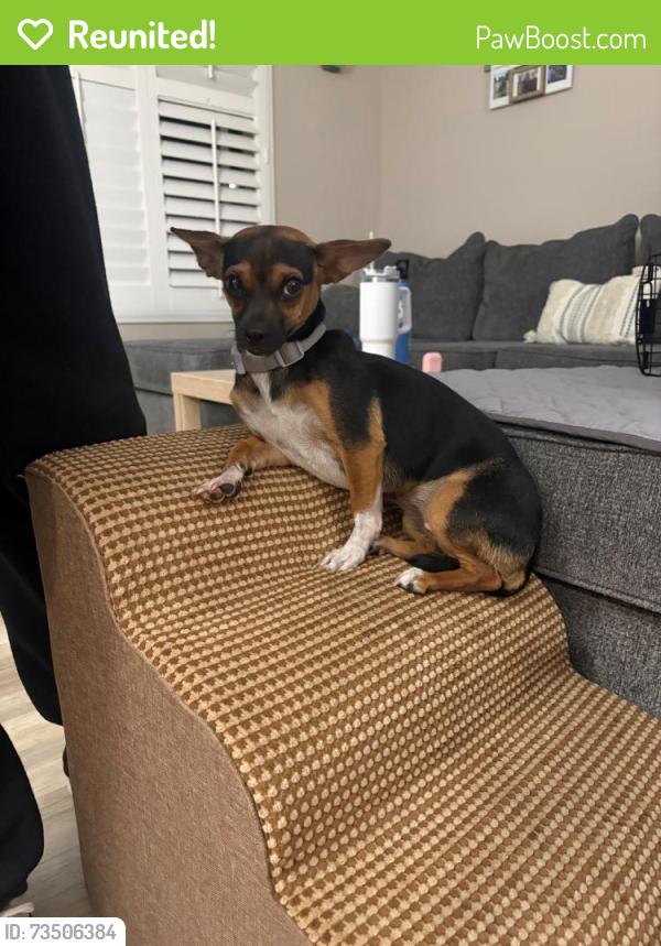 Reunited Female Dog last seen Wood St, La Mesa, CA 91941