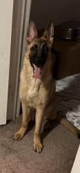Reunited Female Dog last seen Celtic sun, Bet twice, Henderson, NV 89015