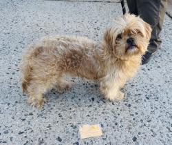 Reunited Male Dog last seen Lincoln Place Clifton, Clifton, NJ 07011