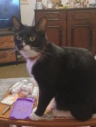 Lost Female Cat last seen Caerphilly castle, Caerphilly County Borough, Wales CF83 1JD