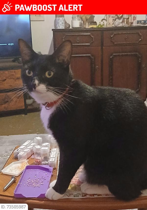 Lost Female Cat last seen Caerphilly castle, Caerphilly County Borough, Wales CF83 1JD