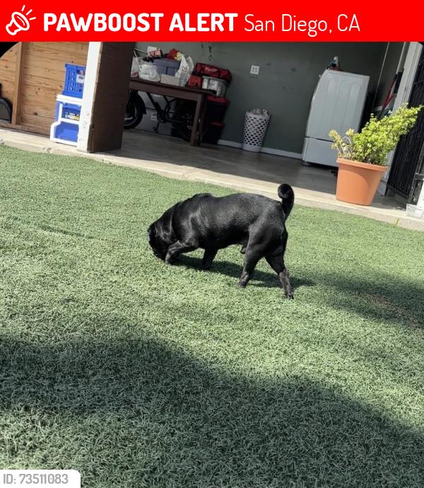 Lost Male Dog last seen Agosto st, San Diego, CA 92154
