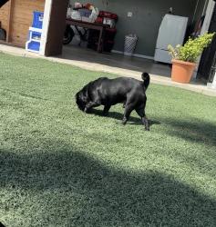Lost Male Dog last seen Agosto st, San Diego, CA 92154