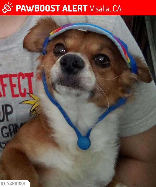 Lost Male Dog last seen Goshen Ave near 4seasons market, Visalia, CA 93291