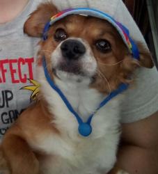 Lost Male Dog last seen Goshen Ave near 4seasons market, Visalia, CA 93291