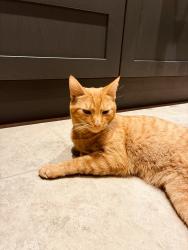 Reunited Male Cat last seen Sydenham avenue, Belmont Primary, Belfast, Northern Ireland BT4 2DA