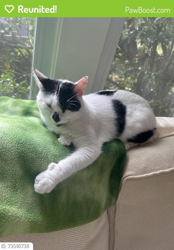 Reunited Female Cat last seen At home on Park View Road, Chevy Chase, MD, Chevy Chase, MD 20815