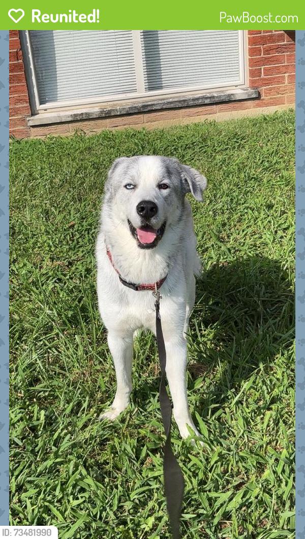 Reunited Female Dog last seen Kroegermount dr Cincinnati, Cincinnati, OH 45239
