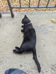 Found/Stray Female Cat last seen Lapeer & Belsey, Burton, MI 48509