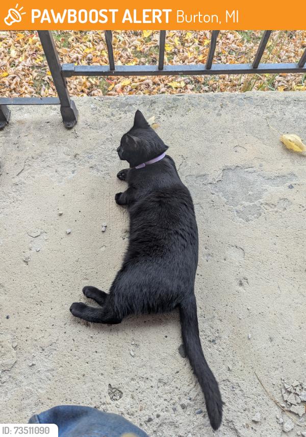 Found/Stray Female Cat last seen Lapeer & Belsey, Burton, MI 48509