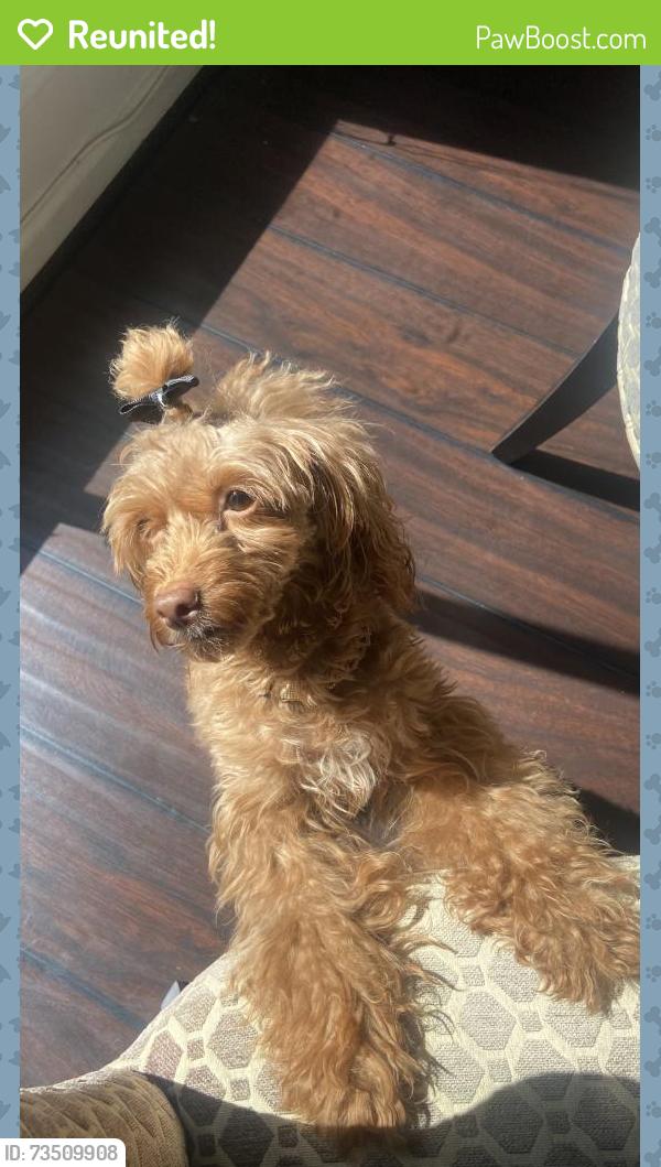 Reunited Female Dog last seen Leigh’s grove way, Grayson, GA 30017