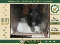 Shelter Stray Male Cat last seen Near Garden Street, TITUSVILLE, FL, 32796, 5100 W Eau Gallie Blvd, Melbourne, FL 32934, USA