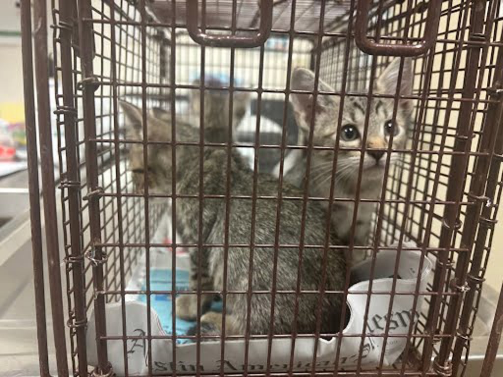 Shelter Stray Female Cat last seen Near Marigold Terrace, AUSTIN, TX, 78741, 7201 Levander Loop bldg a, Austin, TX 78702, USA