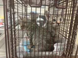 Shelter Stray Female Cat last seen Near Marigold Terrace, AUSTIN, TX, 78741, 7201 Levander Loop bldg a, Austin, TX 78702, USA