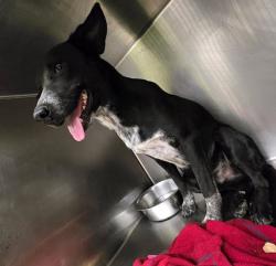 Shelter Stray Male Dog last seen Farm To Market Road 973, AUSTIN, TX, 78719, 7201 Levander Loop bldg a, Austin, TX 78702, USA