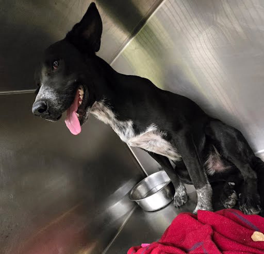 Shelter Stray Male Dog last seen Farm To Market Road 973, AUSTIN, TX, 78719, 7201 Levander Loop bldg a, Austin, TX 78702, USA