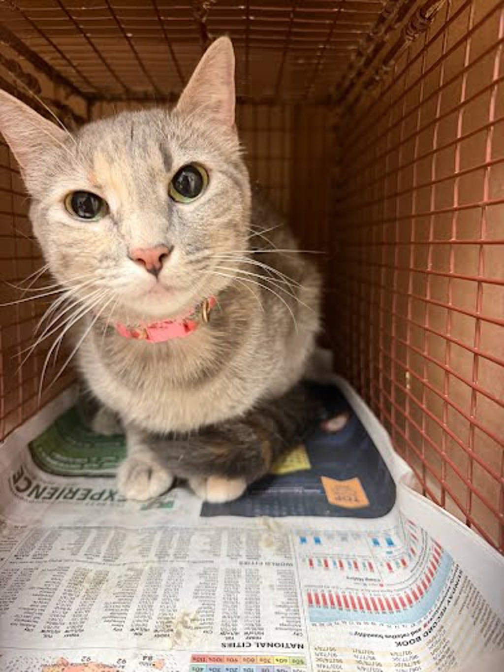 Shelter Stray Unknown Cat last seen Near W North Loop Boulevard, AUSTIN, TX, 78751, 7201 Levander Loop bldg a, Austin, TX 78702, USA
