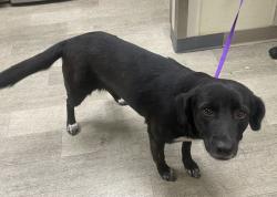 Shelter Stray Female Dog last seen Near Camiones Way, San Ysidro, CA, 92143, 5500 Gaines St, San Diego, CA 92110, USA
