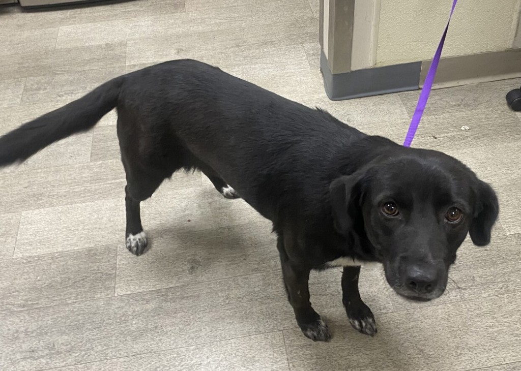 Shelter Stray Female Dog last seen Near Camiones Way, San Ysidro, CA, 92143, 5500 Gaines St, San Diego, CA 92110, USA