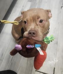 Shelter Stray Female Dog last seen W 145th Street, NEW YORK, NY, 10031, 326 E 110th St, New York, NY 10029, USA