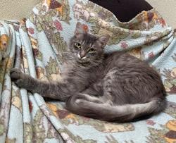 Shelter Stray Female Cat last seen Near Mesa Drive, Oceanside, CA, 92054, Oceanside, CA 92058, USA