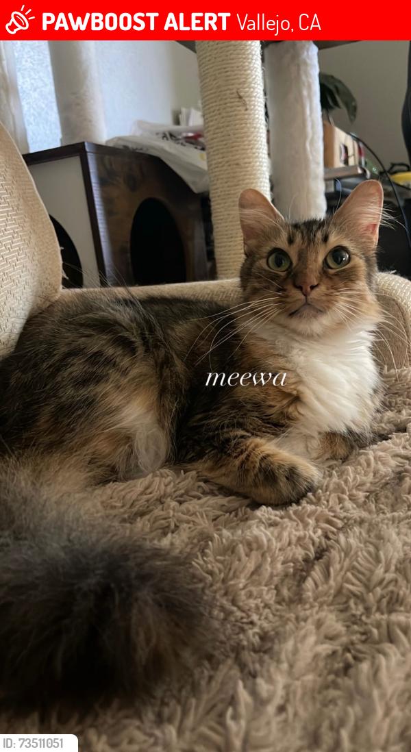 Lost Female Cat last seen Volcano Ct. and Sandpiper and Sandpiper Dr., Vallejo, CA 94589