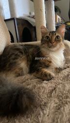 Lost Female Cat last seen Volcano Ct. and Sandpiper and Sandpiper Dr., Vallejo, CA 94589