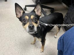Shelter Stray Male Dog last seen Apt 52,976 Tinton Avenue, BRONX, NY, 10456, 326 E 110th St, New York, NY 10029, USA