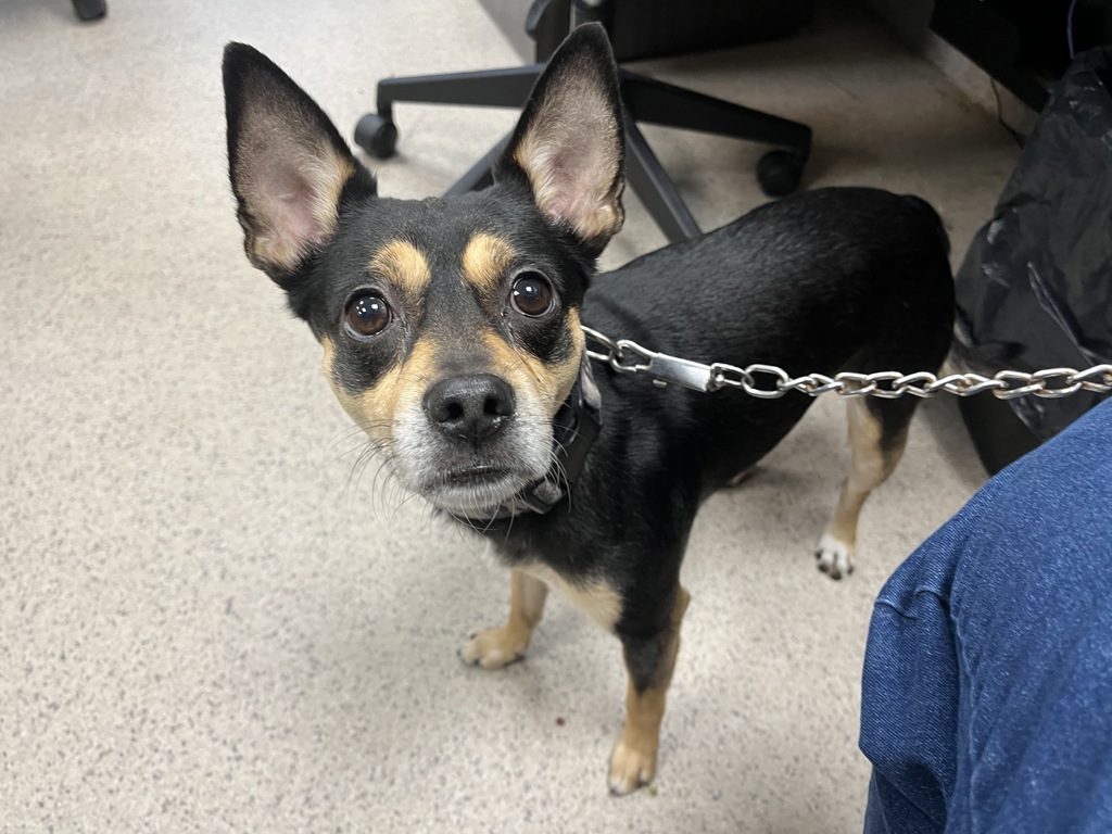 Shelter Stray Male Dog last seen Apt 52,976 Tinton Avenue, BRONX, NY, 10456, 326 E 110th St, New York, NY 10029, USA