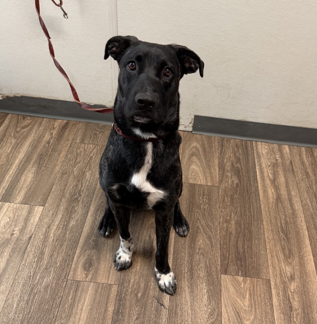 Shelter Stray Female Dog last seen Cable St Street, San Diego, CA, 92107, 5500 Gaines St, San Diego, CA 92110, USA