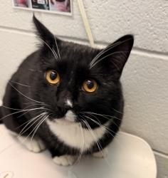 Shelter Stray Male Cat last seen 10th and Brentwood, Lakewood, CO, 80033, 580 McIntyre St, Golden, CO 80401, USA