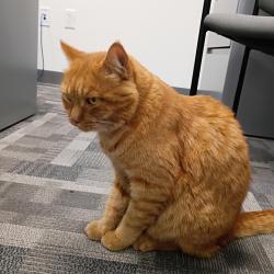 Found/Stray Unknown Cat last seen Broadway and Martin Luther King, Albuquerque, NM 87102