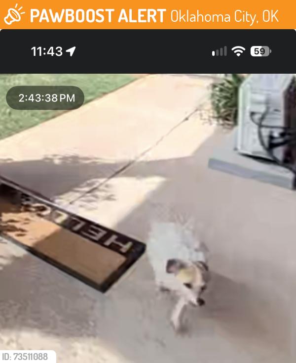 Found/Stray Unknown Dog last seen hefner Road / Basswood Canyon, Oklahoma City, OK 73162