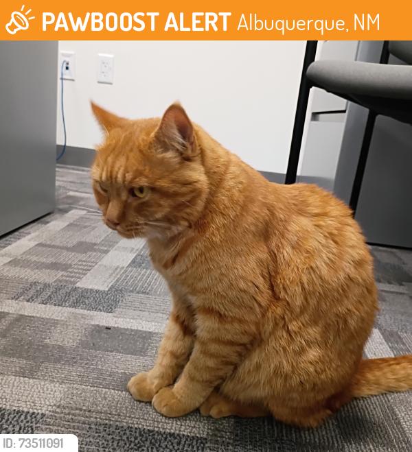 Found/Stray Unknown Cat last seen Broadway and Martin Luther King, Albuquerque, NM 87102