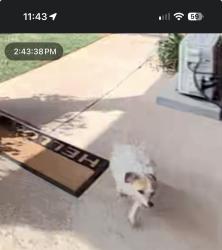 Found/Stray Unknown Dog last seen hefner Road / Basswood Canyon, Oklahoma City, OK 73162
