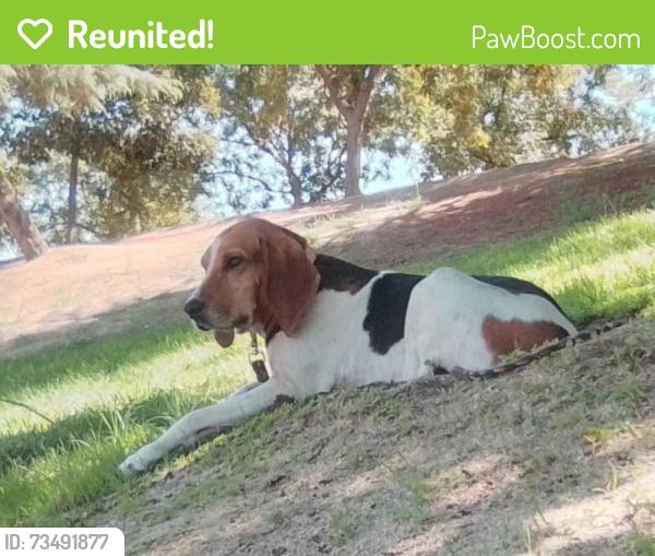 Reunited Female Dog last seen Transit 360 K st Tulare California, Tulare, CA 93274