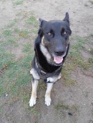Found/Stray Male Dog last seen Baseline, San Bernardino, CA 92401